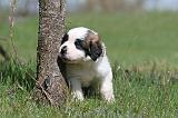 SAINT BERNARD 082